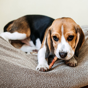 Die Hauptnährstoffe von Tiernahrung