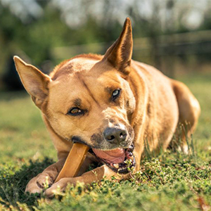 Welche Funktion haben Kauartikel für Haustiere?