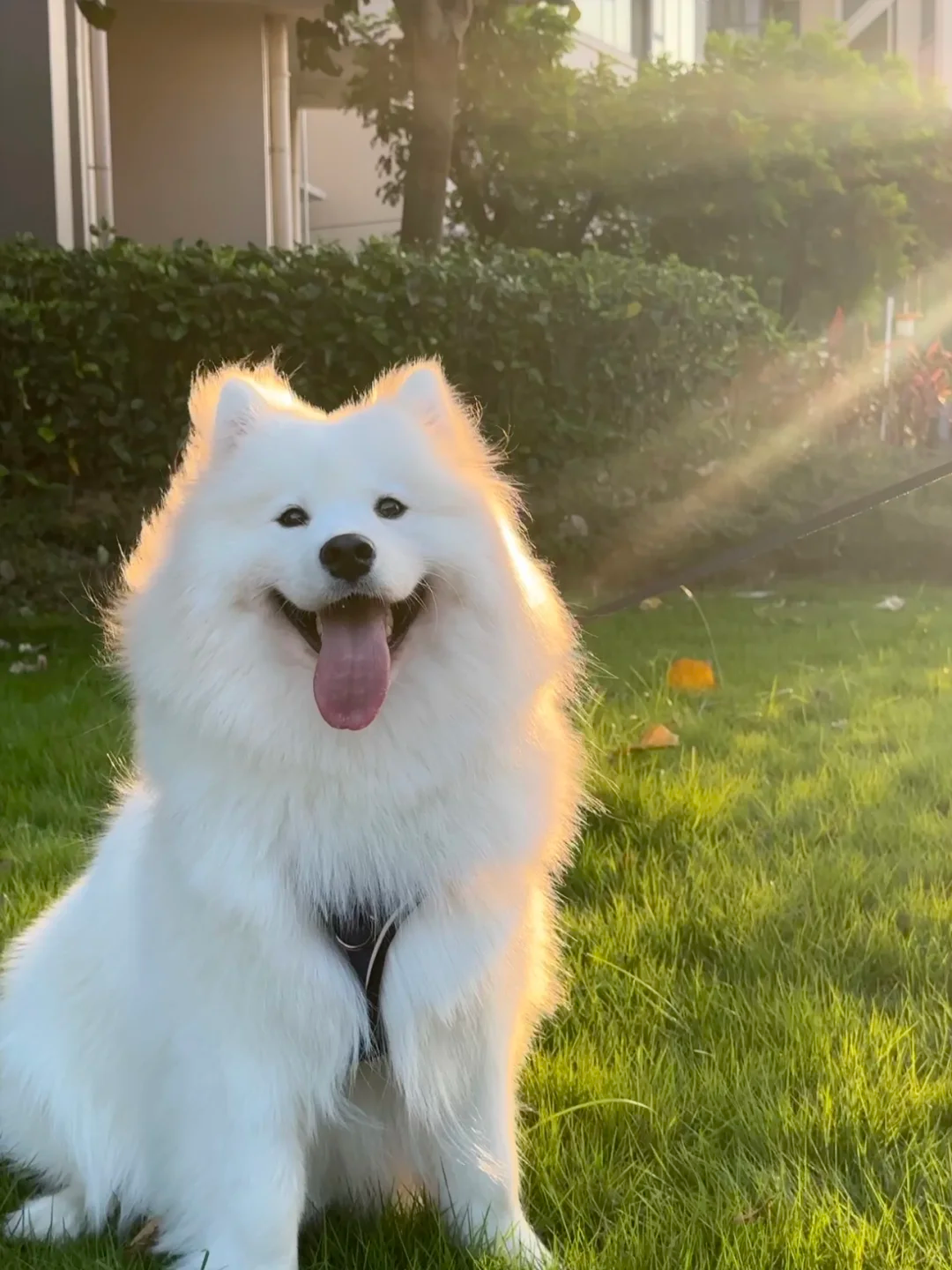 Geknotete Kausnacks für Hunde: Sind sie sicher? Ein Leitfaden für besorgte Haustiereltern