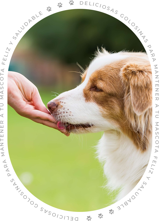 Lishui Tengyu Pet Food Co., Ltd.